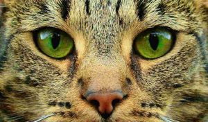 Willkommen - Arzt-Praxis Dr. Fiddike - ganzheitliche Allgemeinmedizin 20 Cat Katze Hypnose