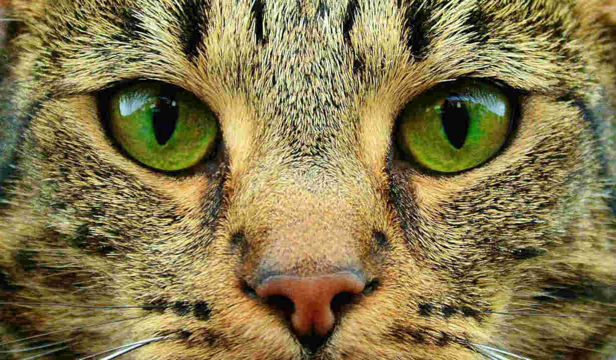 Cat Katze Hypnose